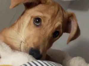 Cachorro raça Srd idade 2 a 6 meses nome Foca