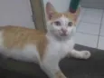 Gatinho