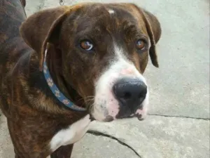 Cachorro raça Comum idade 3 anos nome Kakashi 