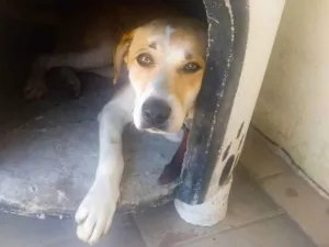 Cachorro raça SRD idade 2 anos nome Bingo