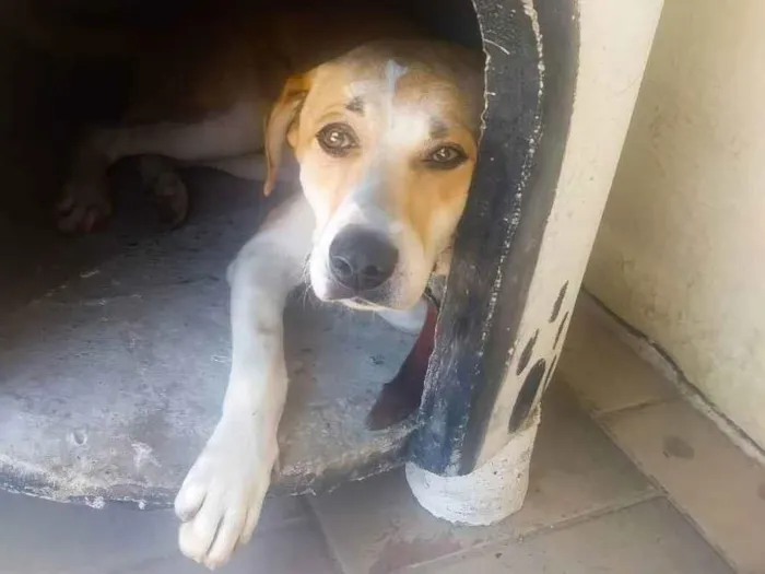 Cachorro ra a SRD idade 2 anos nome Bingo