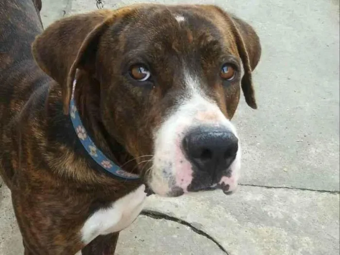 Cachorro raça Comum idade 3 anos nome Kakashi 