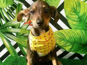 Cachorro raça SRD idade 2 a 6 meses nome Vitor