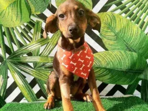 Cachorro raça SRD idade 2 a 6 meses nome Leo