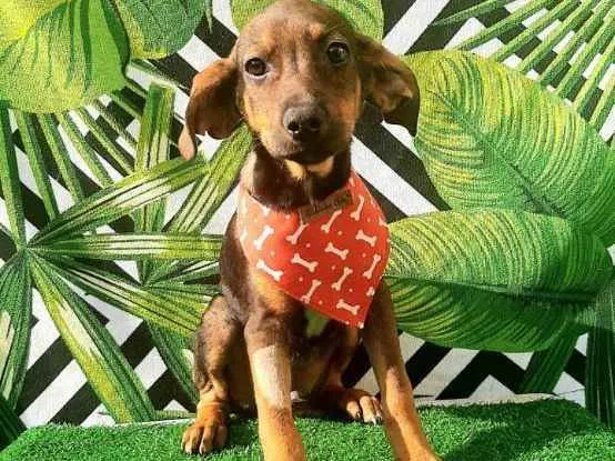 Cachorro raça SRD idade 2 a 6 meses nome Leo