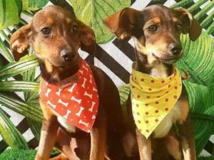 Cachorro raça SRD idade 2 a 6 meses nome Vitor e Leo