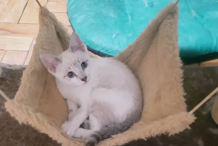 Gato raça Srd  idade 2 a 6 meses nome Nikola