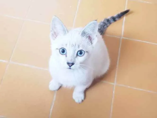 Gato raça Srd  idade 2 a 6 meses nome Nikola