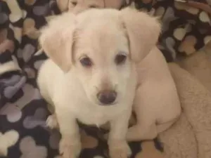 Cachorro raça SRD idade 2 a 6 meses nome Sofia 