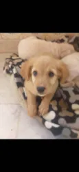 Cachorro raça SRD idade 2 a 6 meses nome Alice