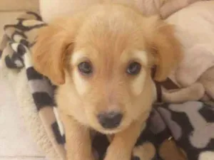 Cachorro raça SRD idade 2 a 6 meses nome Alice