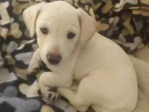 Cachorro raça SRD idade 2 a 6 meses nome Marley