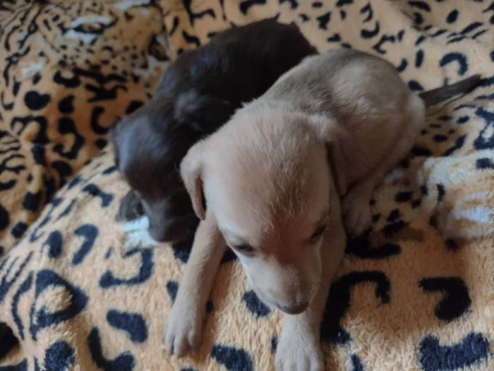 Cachorro ra a Vila lata  idade Abaixo de 2 meses nome Mel, Nescau, Toddy N