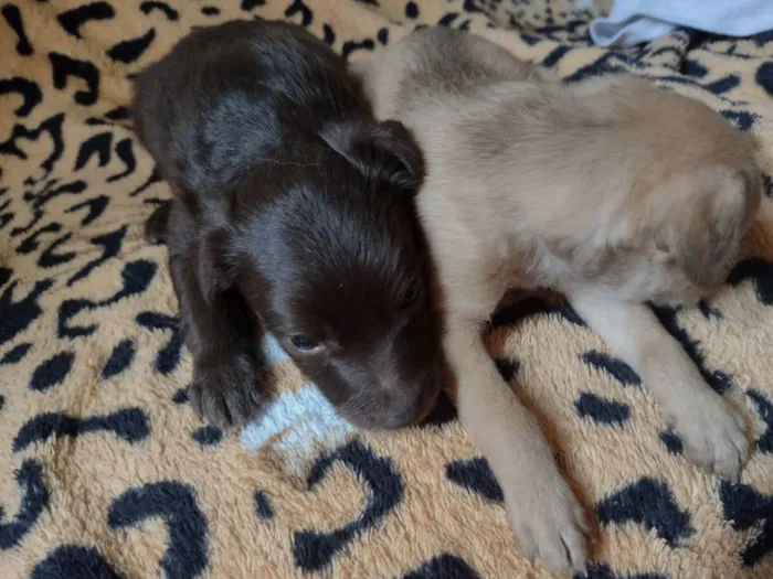 Cachorro ra a Vila lata  idade Abaixo de 2 meses nome Mel, Nescau, Toddy N