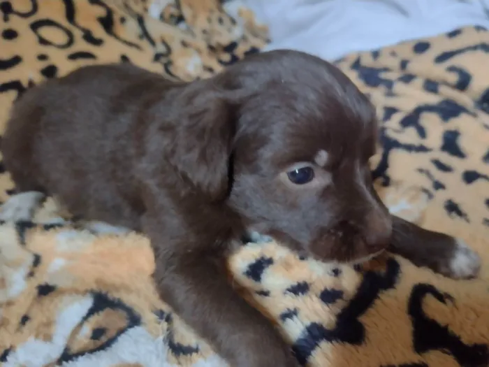 Cachorro ra a Vila lata  idade Abaixo de 2 meses nome Mel, Nescau, Toddy N