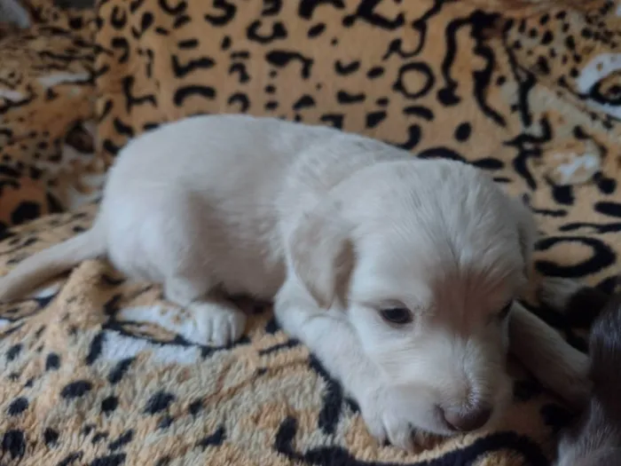 Cachorro ra a Vila lata  idade Abaixo de 2 meses nome Mel, Nescau, Toddy N