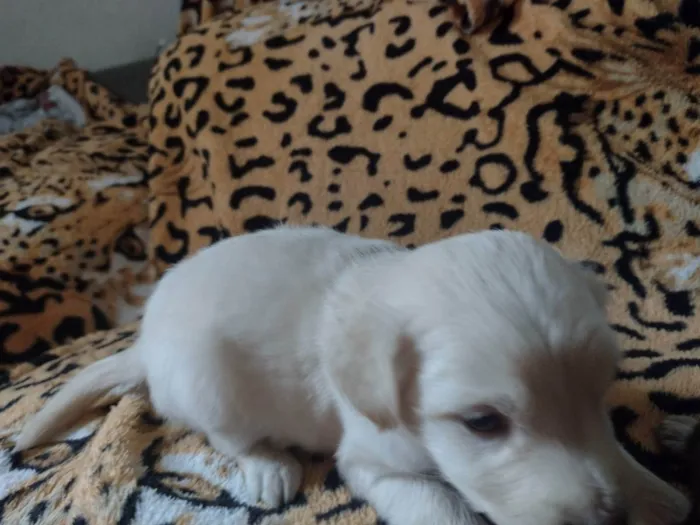 Cachorro ra a Vila lata  idade Abaixo de 2 meses nome Mel, Nescau, Toddy N