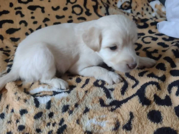 Cachorro ra a Vila lata  idade Abaixo de 2 meses nome Mel, Nescau, Toddy N