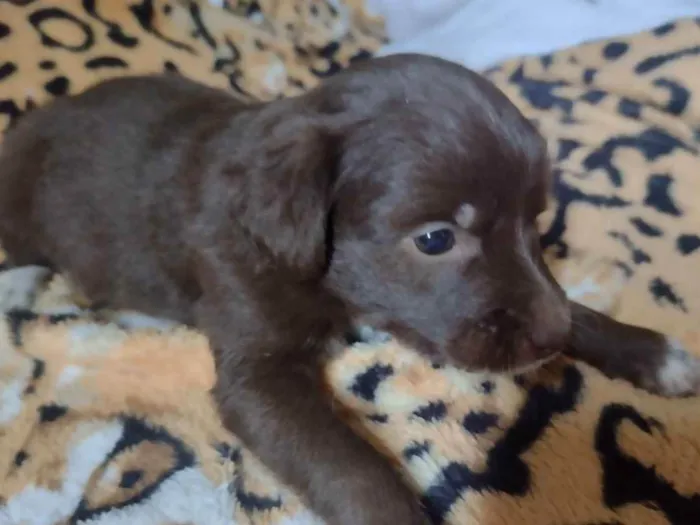 Cachorro ra a Vila lata  idade Abaixo de 2 meses nome Mel, Nescau, Toddy N