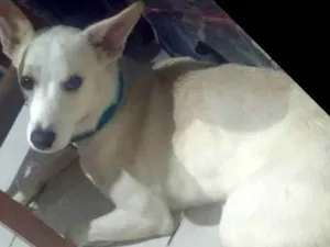 Cachorro raça Viralata idade 2 a 6 meses nome Chefe