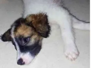 Cachorro raça SRD idade Abaixo de 2 meses nome Filhotes