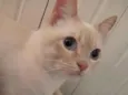 Gato