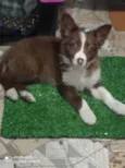 BB
