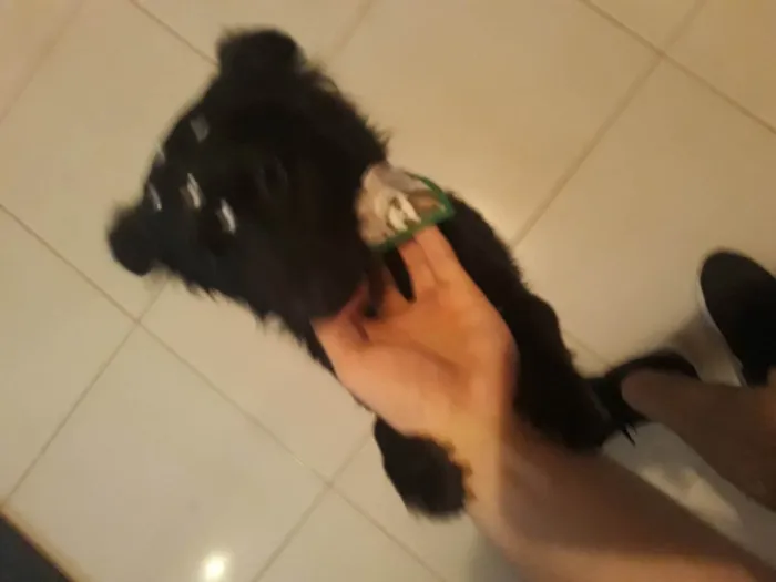 Cachorro ra a Não sei idade 2 a 6 meses nome Black