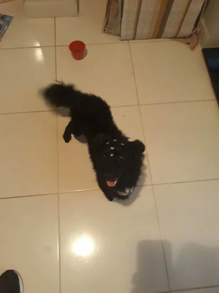 Cachorro ra a Não sei idade 2 a 6 meses nome Black