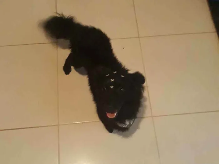 Cachorro ra a Não sei idade 2 a 6 meses nome Black