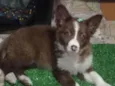 BB