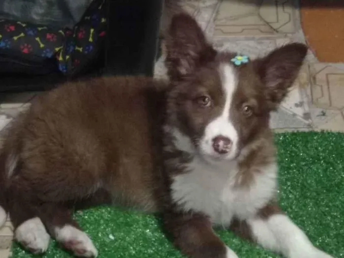 Cachorro ra a Border Collie idade 2 a 6 meses nome BB