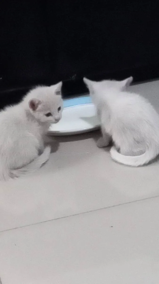 Gato raça  idade Abaixo de 2 meses nome Bebela/ Niel