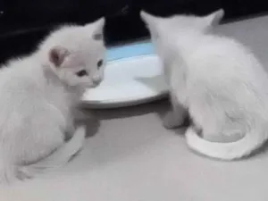 Gato raça  idade Abaixo de 2 meses nome Bebela/ Niel