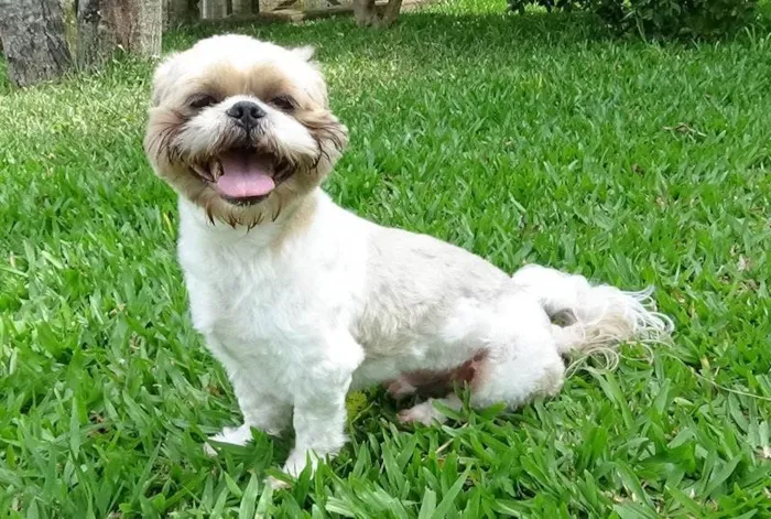 Cachorro ra a Shitzu  idade 5 anos nome Roger