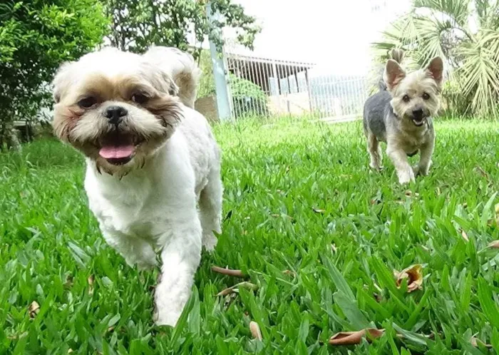 Cachorro ra a Shitzu  idade 5 anos nome Roger