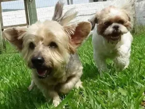 Cachorro raça Yorkshire  idade 6 ou mais anos nome Johnnie 