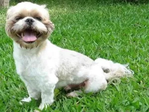 Cachorro raça Shitzu  idade 5 anos nome Roger