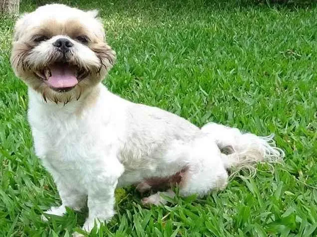 Cachorro ra a Shitzu  idade 5 anos nome Roger