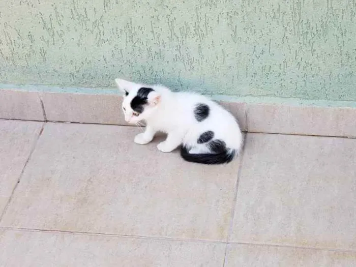 Gato ra a srd idade Abaixo de 2 meses nome Gutinho