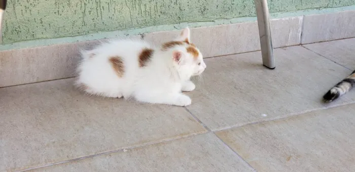 Gato ra a srd idade Abaixo de 2 meses nome Cacá