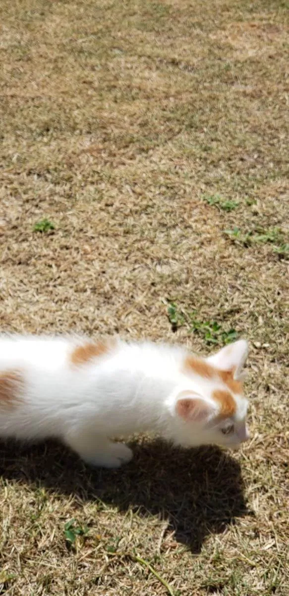 Gato ra a srd idade Abaixo de 2 meses nome Cacá