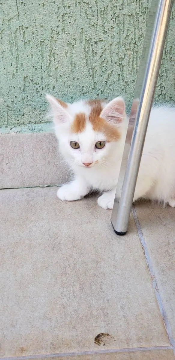 Gato ra a srd idade Abaixo de 2 meses nome Cacá