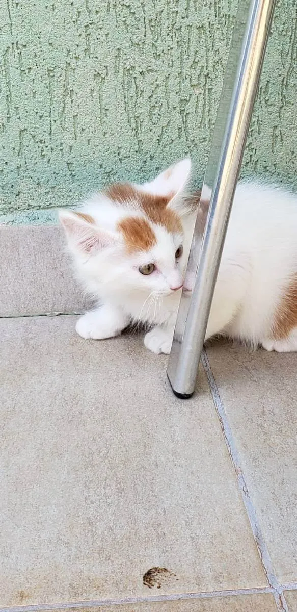 Gato ra a srd idade Abaixo de 2 meses nome Cacá