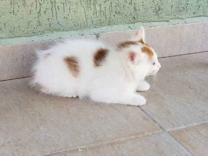 Gato ra a srd idade Abaixo de 2 meses nome Cacá