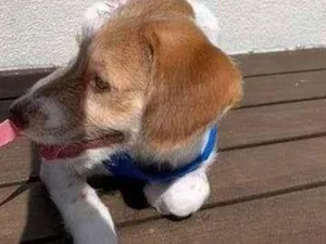 Cachorro raça SEM RAÇA DEFINIDA idade 2 a 6 meses nome MONA