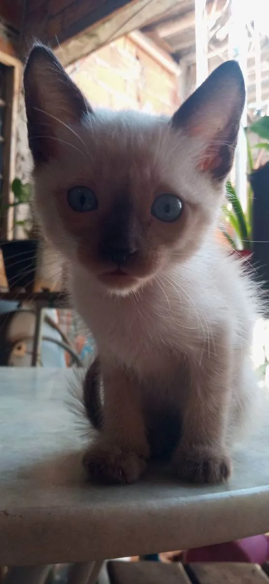 Gato ra a Sem raça definida idade Abaixo de 2 meses nome Sem nome