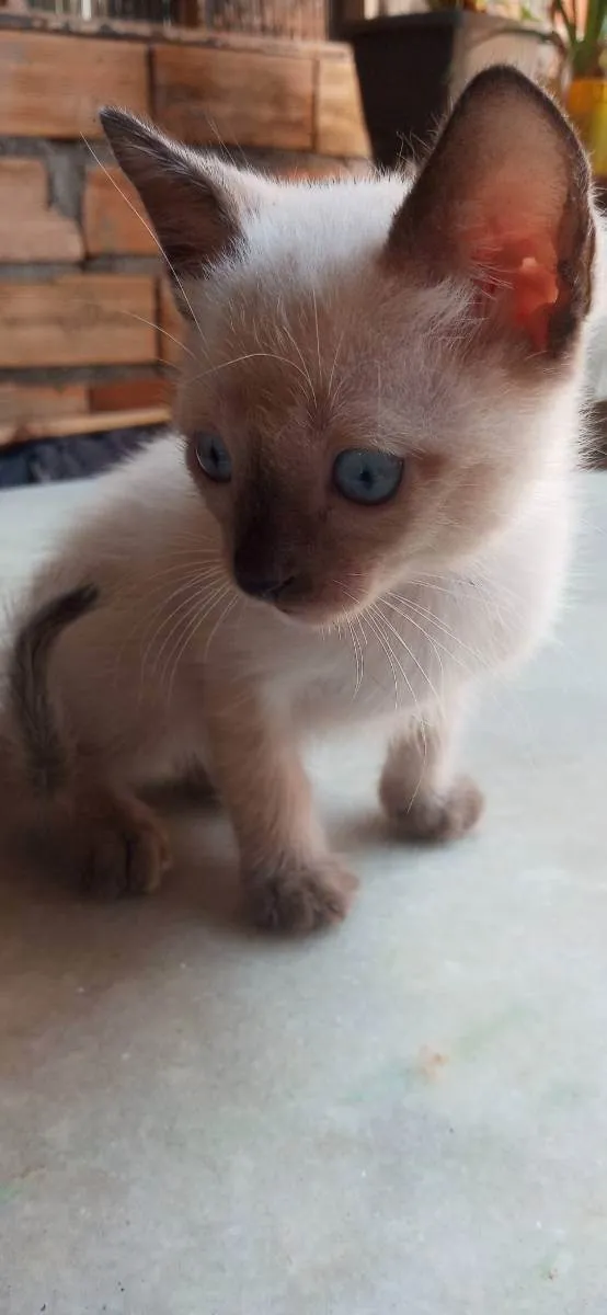 Gato ra a Sem raça definida idade Abaixo de 2 meses nome Sem nome