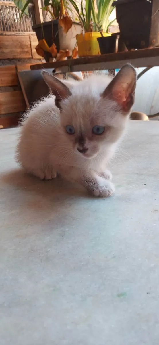 Gato ra a Sem raça definida idade Abaixo de 2 meses nome Sem nome