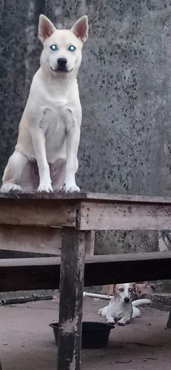 Cachorro ra a Chow-chow com vira-lata idade 1 ano nome Floquinho